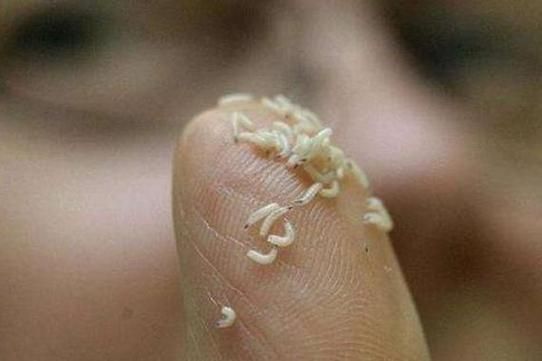 梦到吃了蛆是什么意思_梦到吃了蛆怎么办