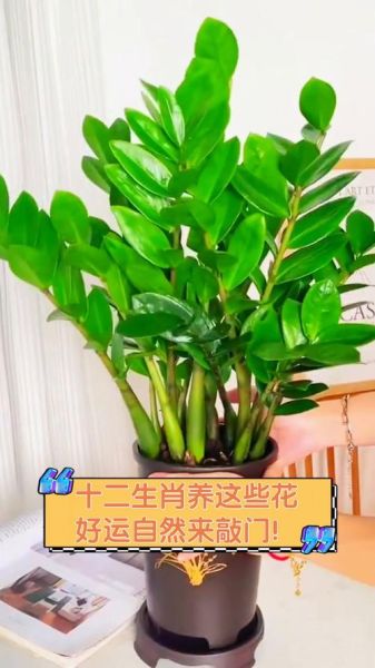 花卉属相_适合什么花