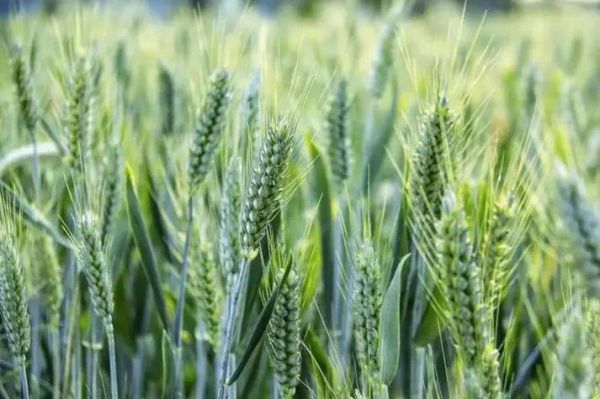 梦到青小麦是什么意思_青小麦梦境解析