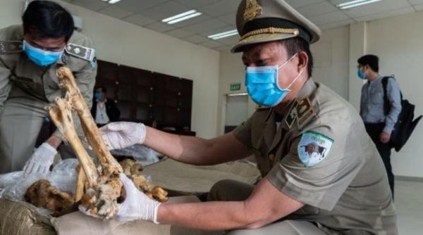 狮骨是什么_狮骨佩戴禁忌有哪些