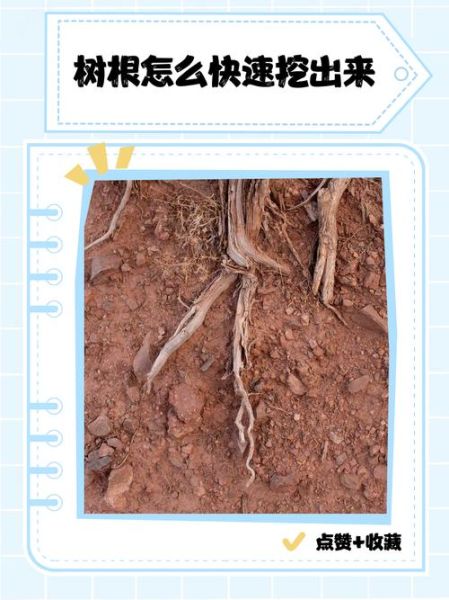 梦到挖树根是什么意思_梦见挖树根预示什么