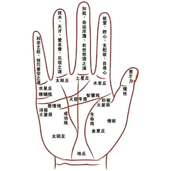 财运线在哪_掌纹财运线怎么看