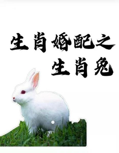 男兔最佳婚配属相有哪些_男兔和什么属相最配