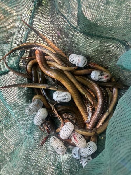 梦到抓黄鳝是什么意思_梦见抓黄鳝预示什么