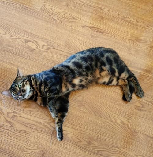 梦到被猫咬屁股不放_周公解梦