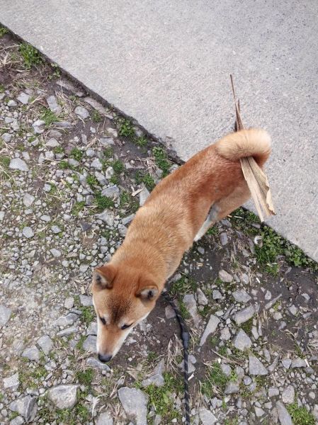 狗女男狗财运_狗女男狗合财吗