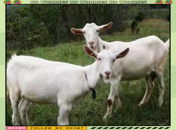 梦到羊打架_梦见羊打架是什么意思