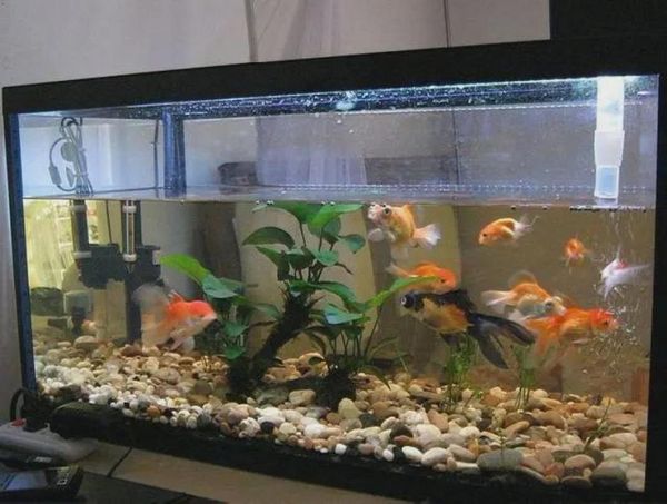 养鱼能招财吗_鱼缸风水怎么摆才旺财运