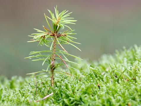 梦到植物发芽_周公解梦准吗