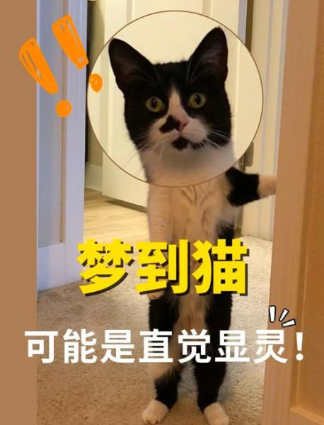 梦见猫是什么意思_梦到猫是吉兆还是凶兆