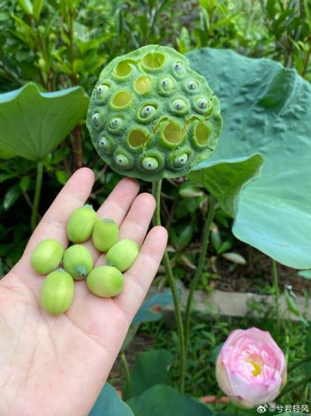 梦到莲蓬是什么意思_莲蓬梦境解析