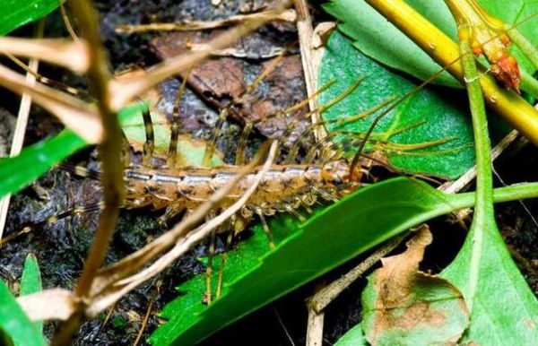 梦到蚰蜒是什么意思_梦见蚰蜒爬身上怎么办
