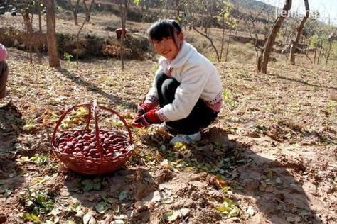 梦到打枣是什么意思_梦见打枣预示什么
