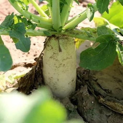 梦到白萝卜是什么意思_梦见白萝卜好不好