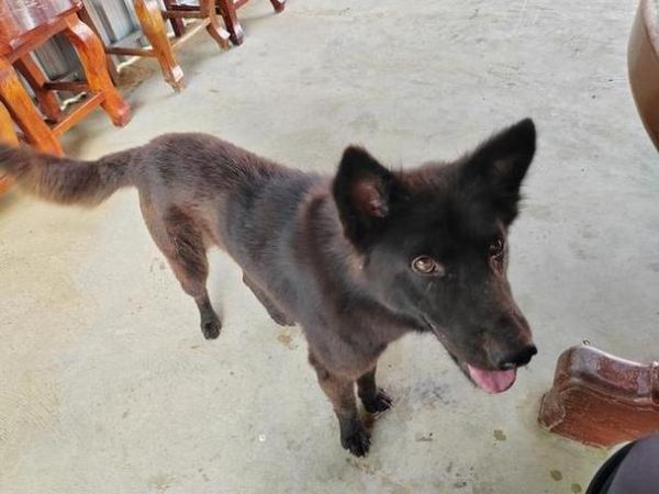 梦到杀黑狗_黑狗在梦里代表什么