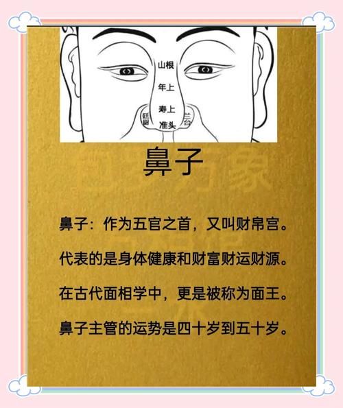 鼻头大财运好是真的吗_面相学怎么看