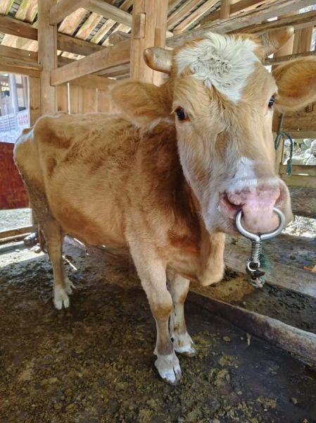 牛和啥属相做生意最旺_牛适合和哪些生肖合伙创业