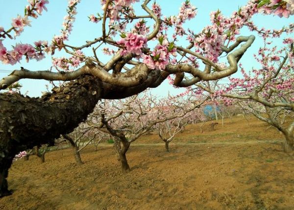 梦到桃树林是什么意思_周公解梦桃花林预示什么