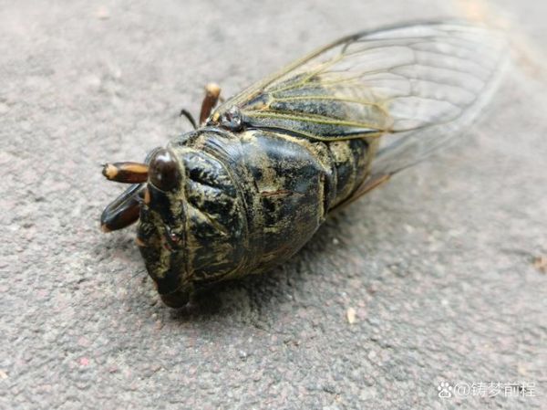 梦到两只蝉是什么意思_蝉在梦里出现预示什么