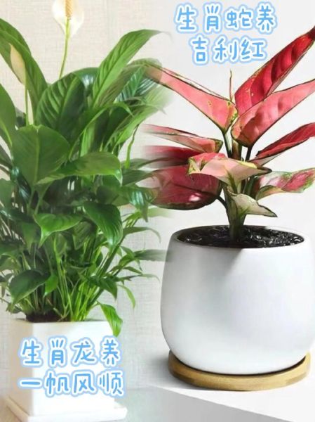 属相适合养什么盆栽_如何根据生肖选绿植