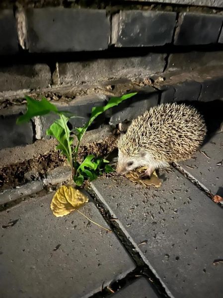 梦到刺猬咬我_刺猬咬人梦境解析