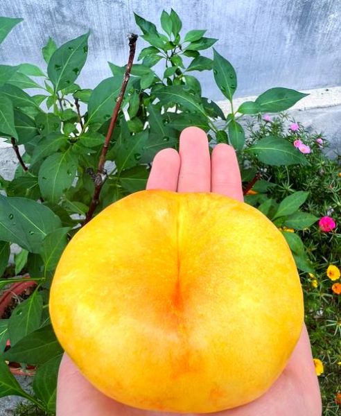 梦到摘蟠桃是什么意思_梦见蟠桃是吉兆吗