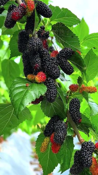 梦到桑葚果是什么意思_梦见桑葚果的预兆