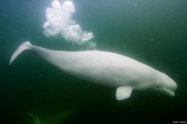 梦到白鲸是什么意思_白鲸梦境解析