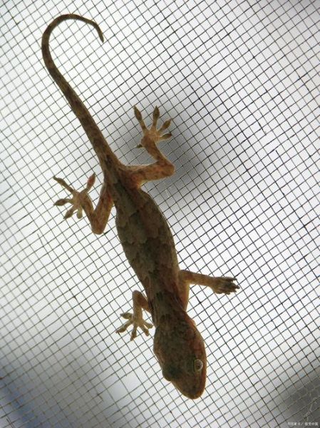 怀孕梦到壁虎什么预兆_孕妇梦见壁虎生男生女