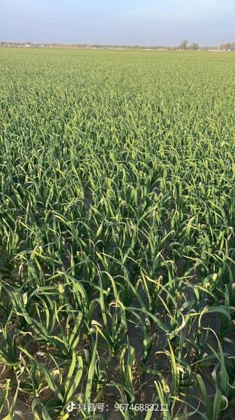 梦到蒜地是什么意思_梦见大蒜地好不好