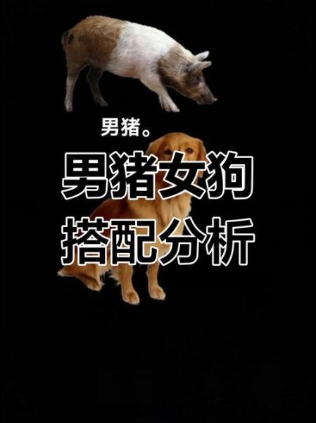 猪和狗属相合不合_猪狗配对婚姻好吗