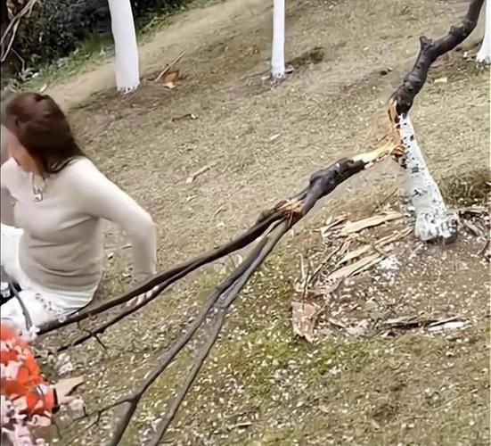 梦到撞到树是什么意思_梦到撞到树预示什么