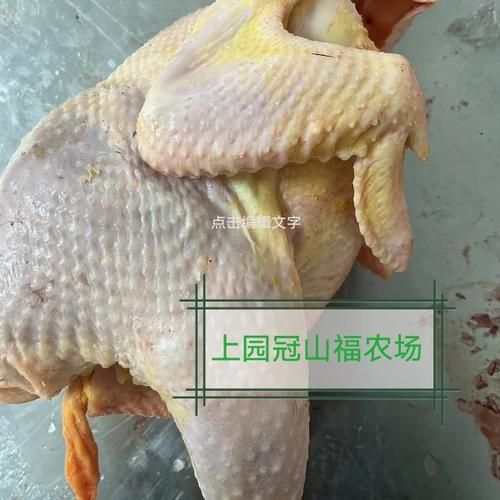 梦到抓公鸡是什么意思_梦见抓公鸡好不好