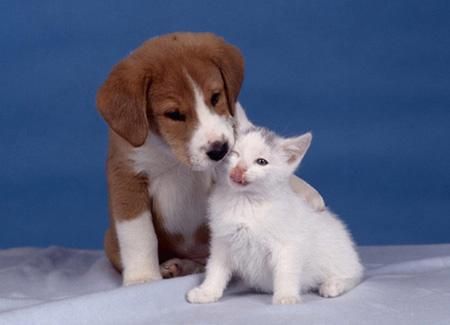 孕妇梦见猫和狗是什么意思_胎梦解析