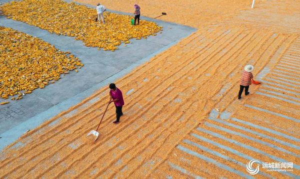 梦到晒玉米是什么意思_梦见晒玉米预示什么