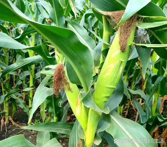 梦见玉米地是什么意思_玉米地梦境解析