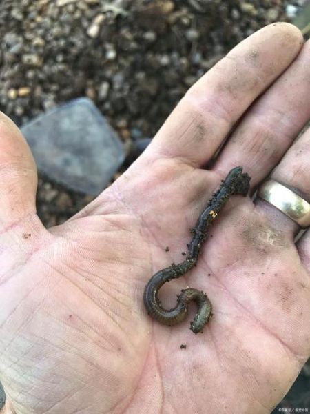 梦到黑蚯蚓_是什么意思