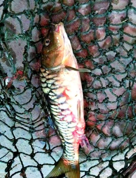 梦到鱼流血是什么意思_梦见鱼出血了怎么办