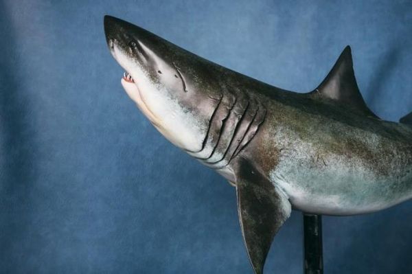 梦到杀鲨鱼是什么意思_梦见杀鲨鱼好不好