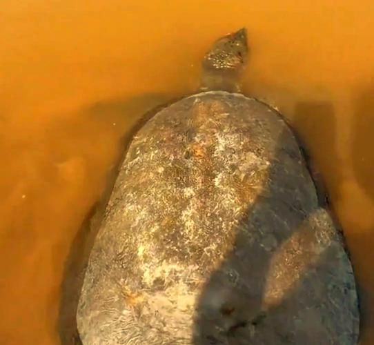 放生老鳖财运_放生老鳖真的能招财吗