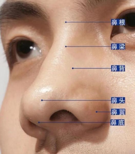哪种鼻子财运好_鼻子看财运图解