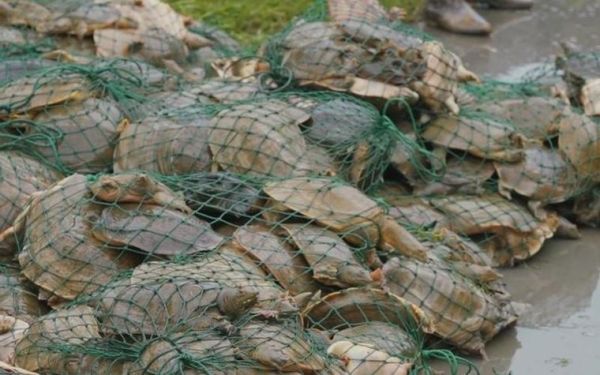 梦到捞到鳖是什么意思_梦见抓鳖预示什么