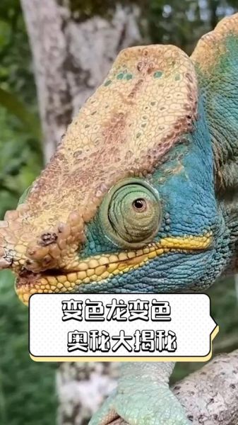 梦到变色龙是什么意思_变色龙梦境解析