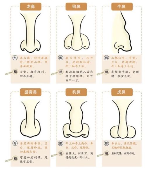 有财运的鼻子长什么样_如何通过鼻子看财运