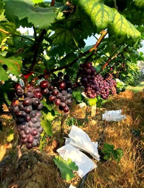 梦到结葡萄是什么意思_葡萄丰收梦境解析