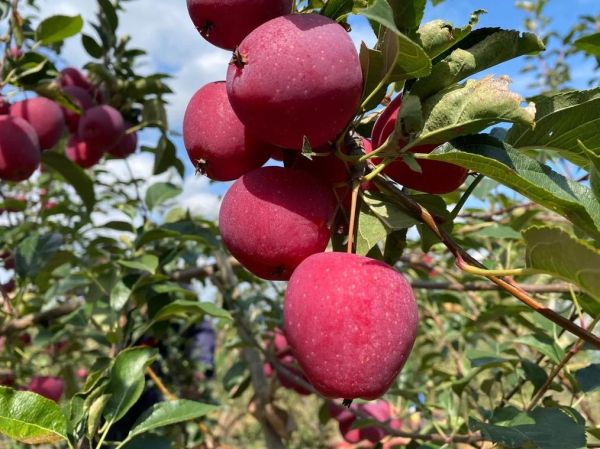 梦到摘果是什么意思_梦见摘水果预示什么