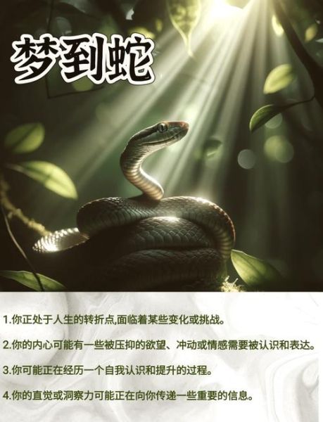 梦到三条蛇是什么意思_三条蛇梦境预示什么