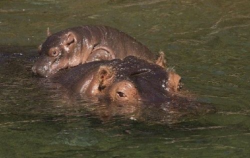 梦到河马是什么意思_河马梦境解析