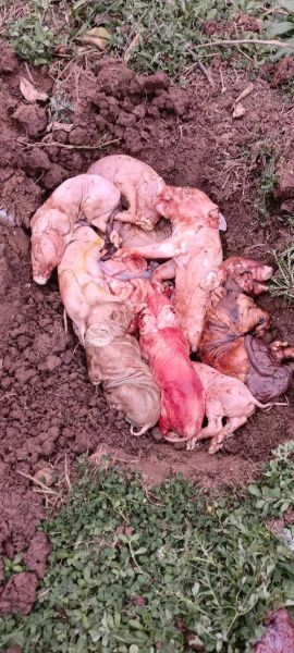 梦到好多死猪_是什么预兆