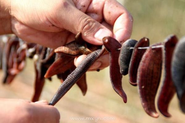 梦到虫子钻进皮肤_周公解梦含义